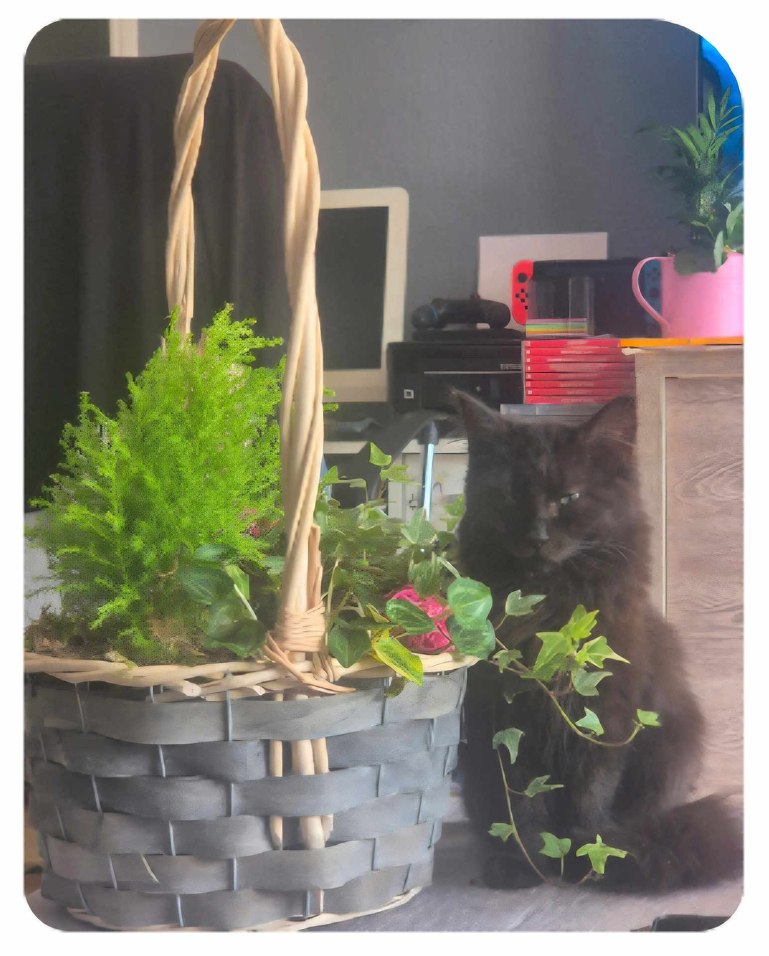 Princesse participe au concours pour gagner de l'argent avec cette photo : black_cat, cat, plant, basket, indoor, greenery, furniture, gaming_console, books, pink_pot, ivy, computer_monitor, printer, leaf, houseplant, curious_cat, fur, shadow, cozy, room