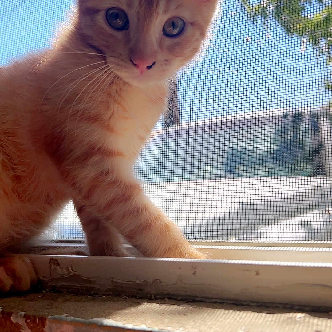 Simba is registered to the contest to win money with this photo: abyssinian, angora, animal, cat, kitten, manx, pet, siamese, window, windowsill