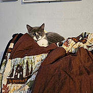 Pike is registered to the contest to win money with this photo: kitten, cat, blanket, brown, gray, white, indoor, cozy, cute, resting, home, wall, picture_frame, decor, furniture, animal, pet, soft, relaxed, curious