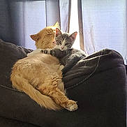 Granger is registered to the contest to win money with this photo: animal, cat, closeup, couch, cozy, cuddle, curious, curtain, domestic_animal, feline, fluffy, fur, ginger_cat, gray_cat, indoor, pet, relaxing, resting, sunlight, window