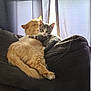 animal, cat, closeup, couch, cozy, cuddle, curious, curtain, domestic_animal, feline, fluffy, fur, ginger_cat, gray_cat, indoor, pet, relaxing, resting, sunlight, window