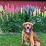dog, golden_retriever, grass, flowers, garden, barn, red_barn, greenery, outdoor, pet, canine, happy_dog, tongue_out, summer, nature, plant, leaf, colorful_flowers, sitting, animal