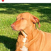 Penny Lane joined the competition — help win amazing prizes! dog, vizsla, coonhound, grass, outdoor, sunlight, pet, animal, canine, lying_down, brown_fur, white_chest, relaxed, portrait, nature, summer, daylight, shadow, loyalty, companion