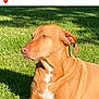 animal, brown_fur, canine, companion, coonhound, daylight, dog, grass, loyalty, lying_down, nature, outdoor, pet, portrait, relaxed, shadow, summer, sunlight, vizsla, white_chest
