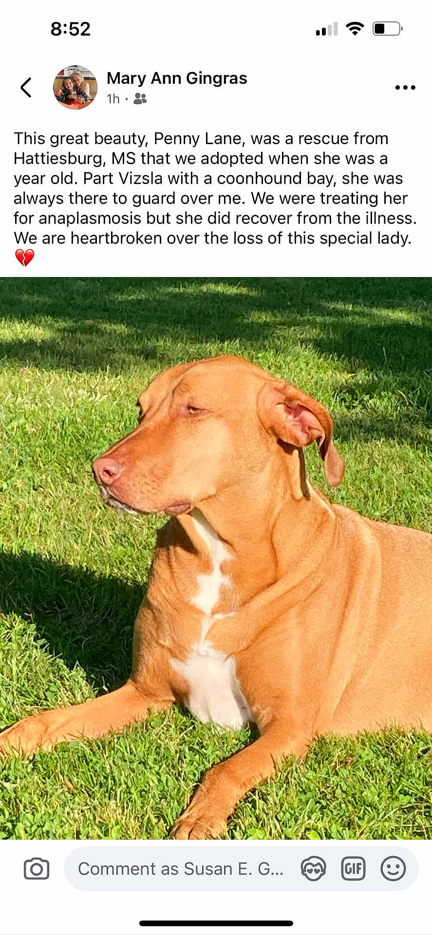 Penny Lane joined the competition — help win amazing prizes! dog, vizsla, coonhound, grass, outdoor, sunlight, pet, animal, canine, lying_down, brown_fur, white_chest, relaxed, portrait, nature, summer, daylight, shadow, loyalty, companion