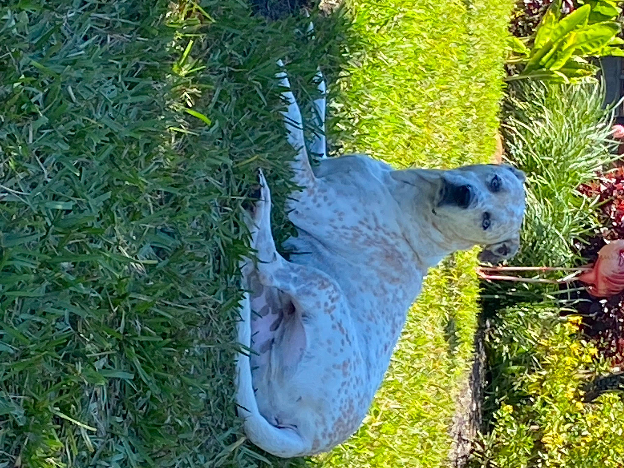 Lincoln joined the competition — help win amazing prizes! art, environmental_art, garden, grass, grass_family, grassland, groundcover, horse, landscape, lawn_ornament, plant, rock, sculpture, shrub, sporting_group, statue, terrestrial_animal, tree, trunk, wood