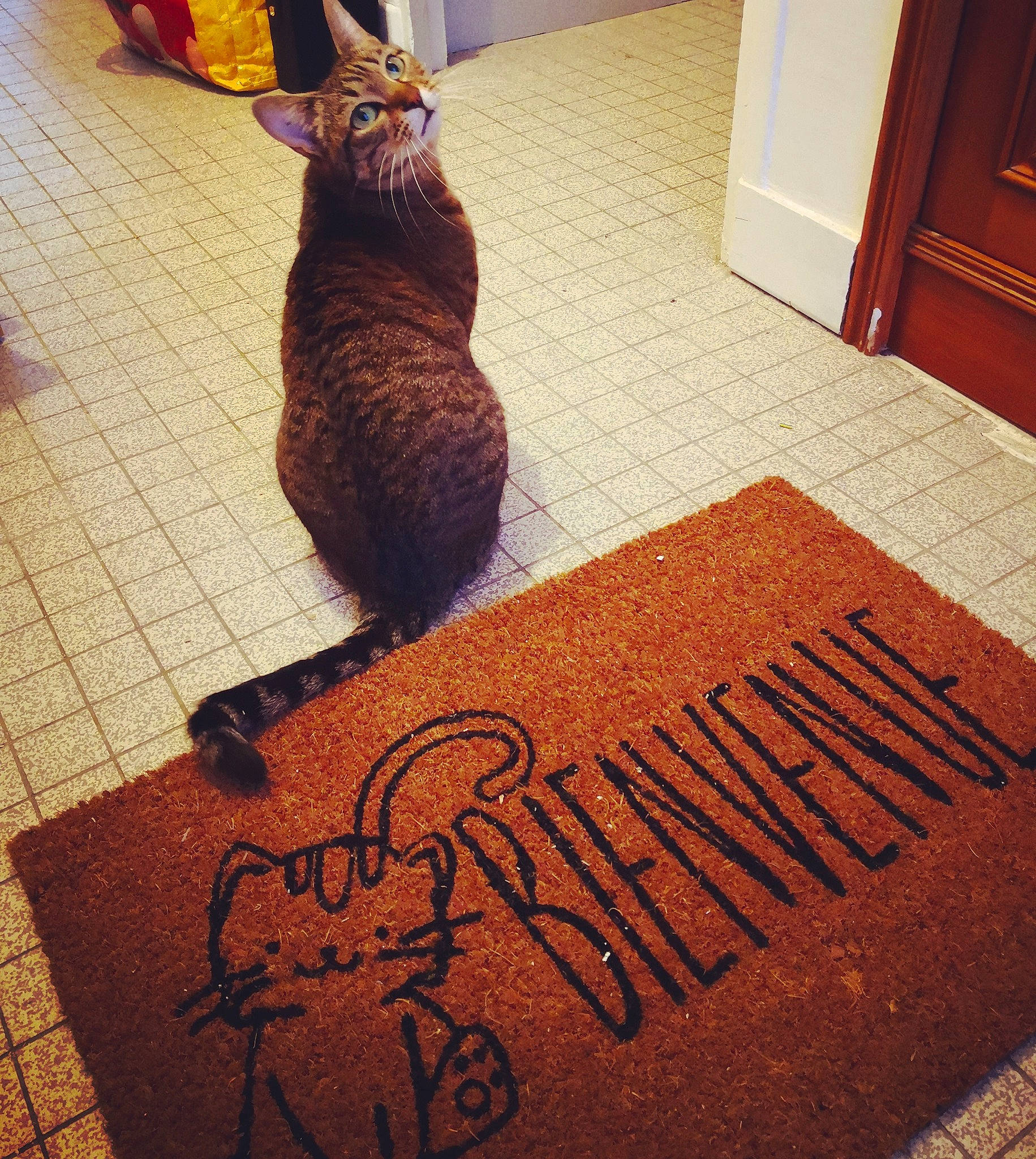 Ebi participe au concours pour gagner de l'argent avec cette photo : black, brown, carnivore, carpet, cat, design, felidae, floor, flooring, font, hardwood, line, pattern, rectangle, small_to_medium_sized_cats, tail, textile, whiskers, wood, wood_stain