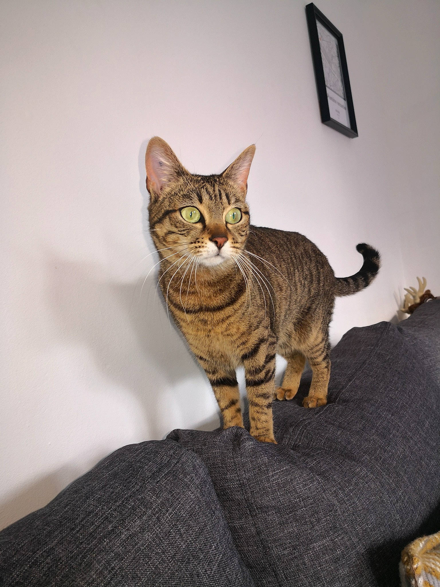 Ebi participe au concours pour gagner de l'argent avec cette photo : brown, carnivore, cat, claw, comfort, domestic_short_haired_cat, eye, felidae, fur, grey, paw, sitting, small_to_medium_sized_cats, snout, tail, terrestrial_animal, whiskers, wildlife, window, wood