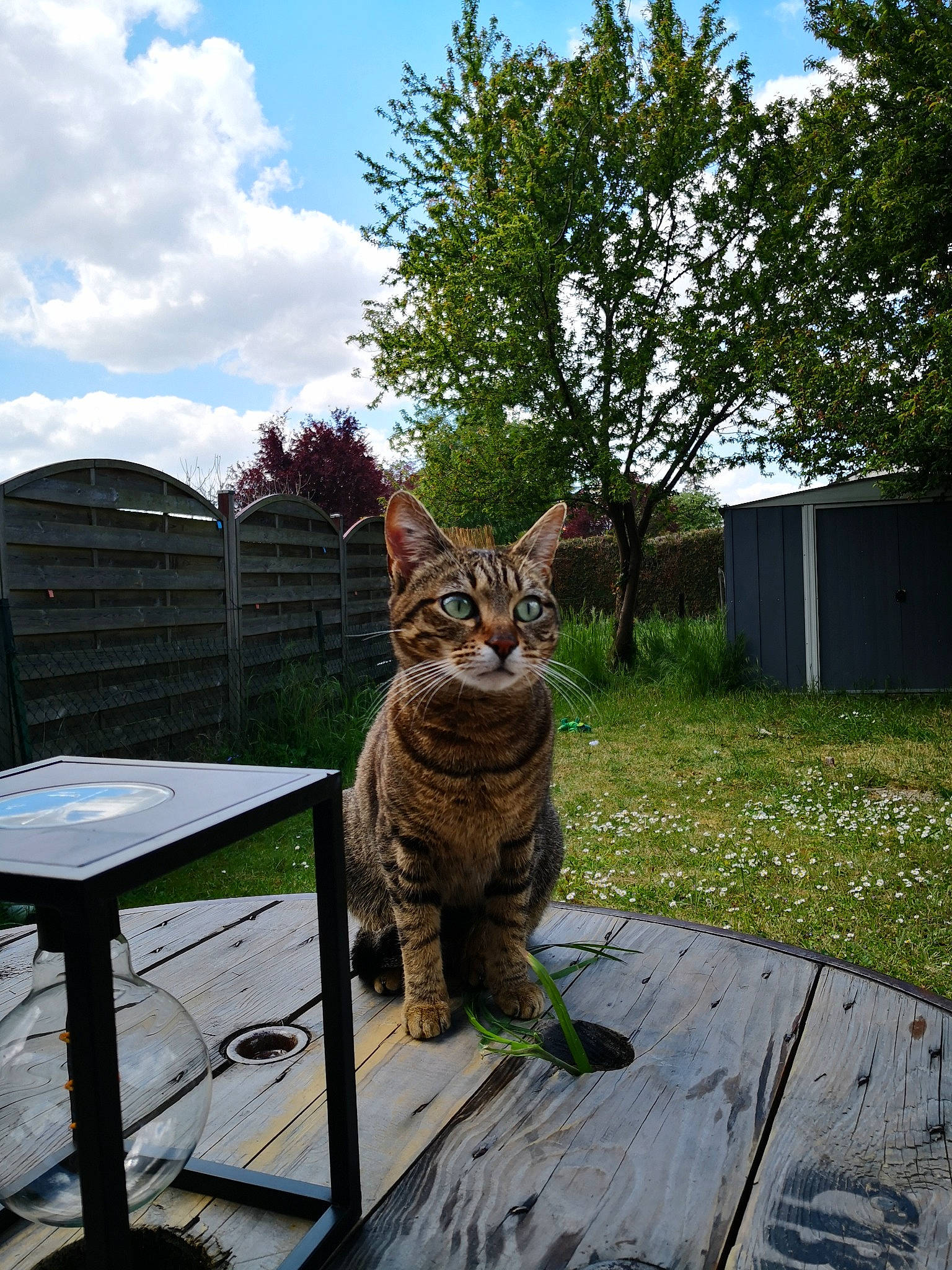 Ebi participe au concours pour gagner de l'argent avec cette photo : carnivore, cat, chair, cloud, fawn, felidae, grass, lawn, leisure, outdoor_furniture, plant, sky, small_to_medium_sized_cats, snout, table, tail, terrestrial_animal, tree, whiskers, wood