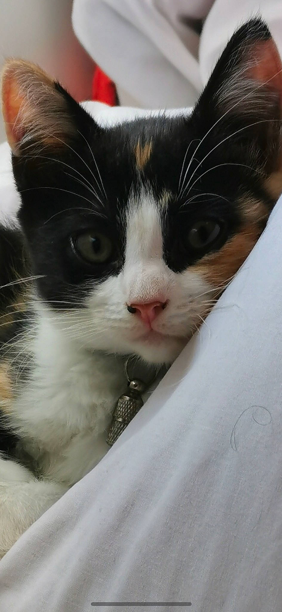 Inky participe au concours pour gagner de l'argent avec cette photo : aegean_cat, american_wirehair, carnivore, cat, domestic_long_haired_cat, domestic_short_haired_cat, eye, felidae, japanese_bobtail, kitten, small_to_medium_sized_cats, snout, turkish_van, whiskers