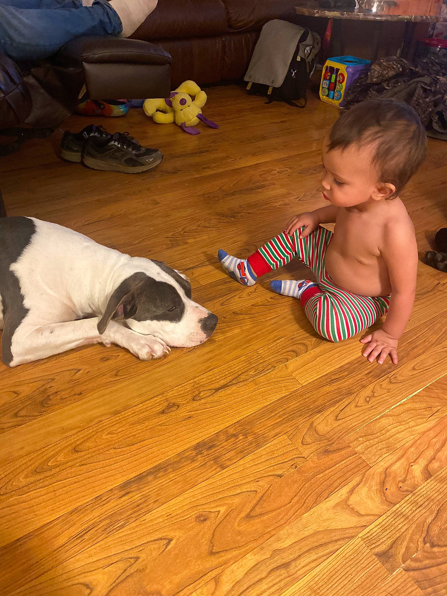 Zane joined the competition — help win amazing prizes! baby, baby_toddler_clothing, carnivore, chair, comfort, companion_dog, couch, dog, dog_breed, fawn, floor, flooring, fun, hardwood, laminate_flooring, person, toddler, varnish, wood, wood_flooring