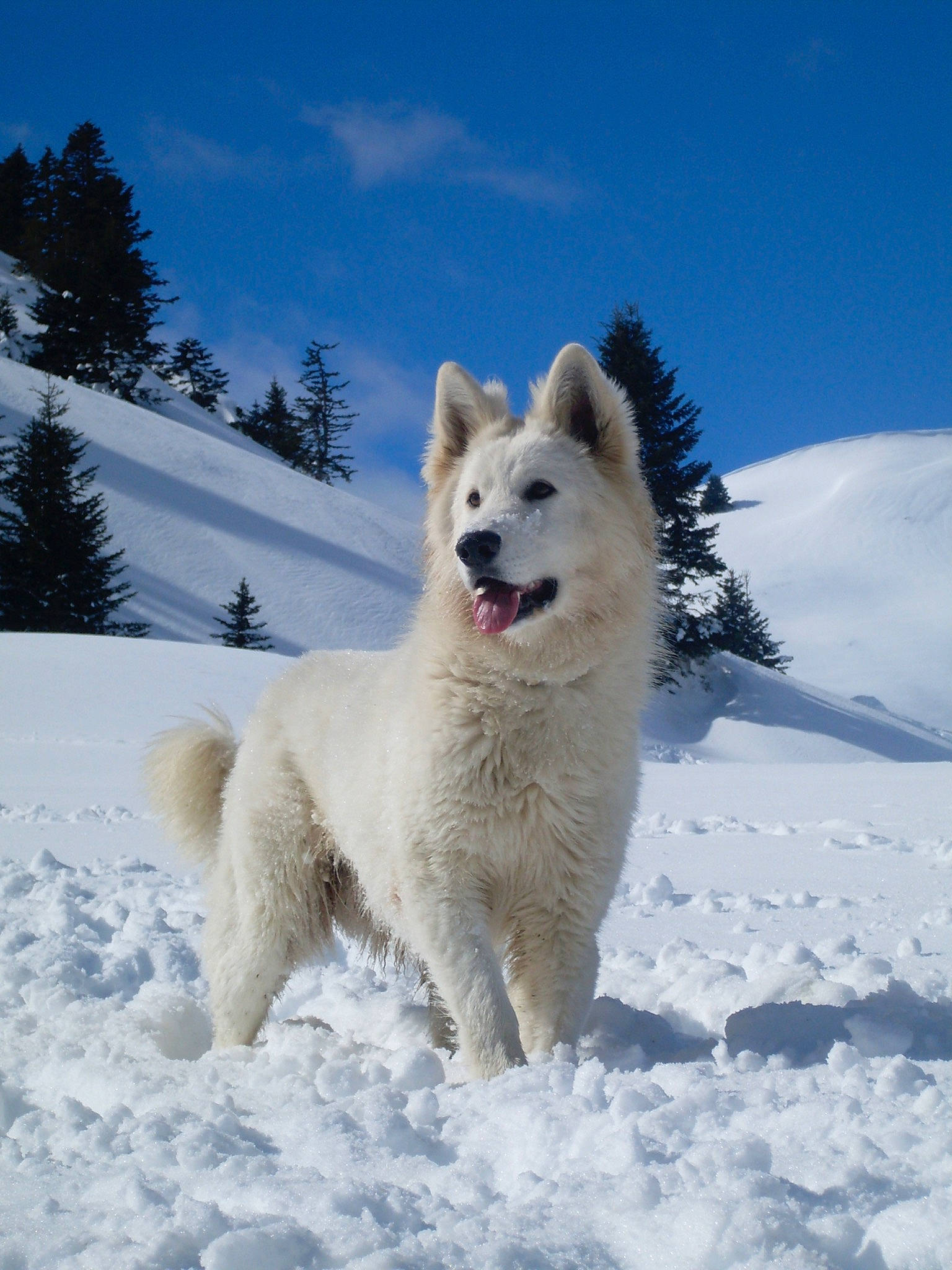 Narkos a rejoint le concours — aidez-le/la à gagner de superbes lots ! arctic, canidae, carnivore, cloud, companion_dog, dog, dog_breed, freezing, glacial_landform, ice_cap, polar_ice_cap, sky, snow, sporting_group, tail, tree, wildlife, winter, working_animal, working_dog