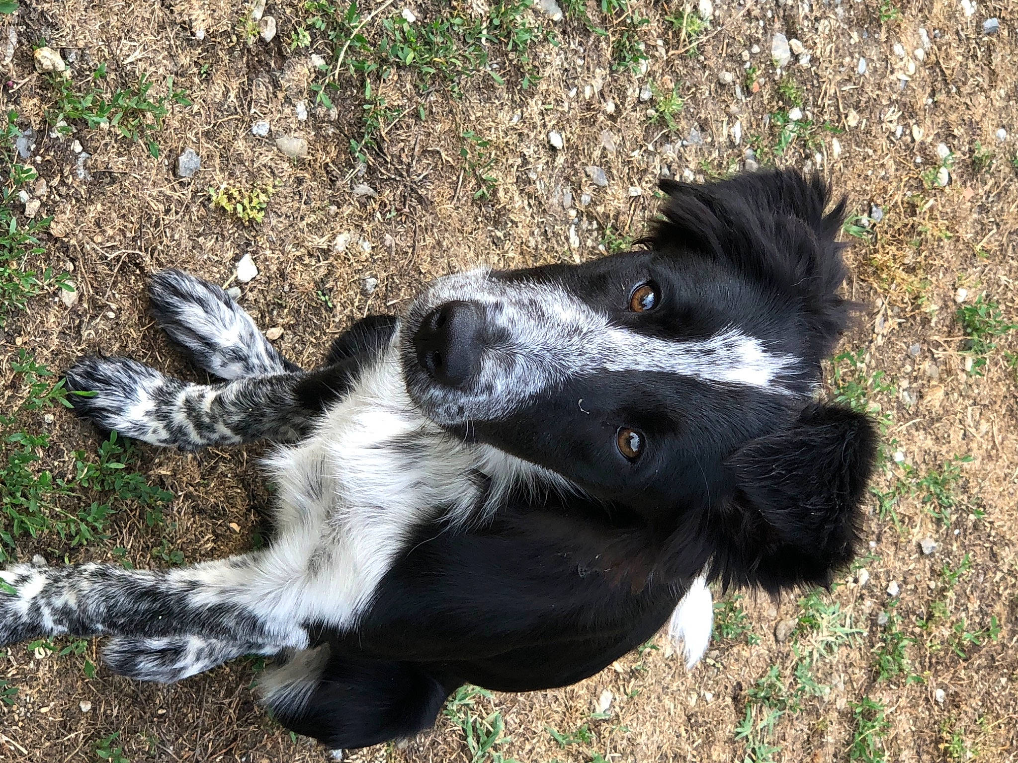 Taia a rejoint le concours — aidez-le/la à gagner de superbes lots ! borador, border_collie, canidae, carnivore, companion_dog, dog, dog_breed, fur, grass, herding_dog, mammal, plant, snout, soil, sporting_group, tail, terrestrial_animal, working_animal, working_dog