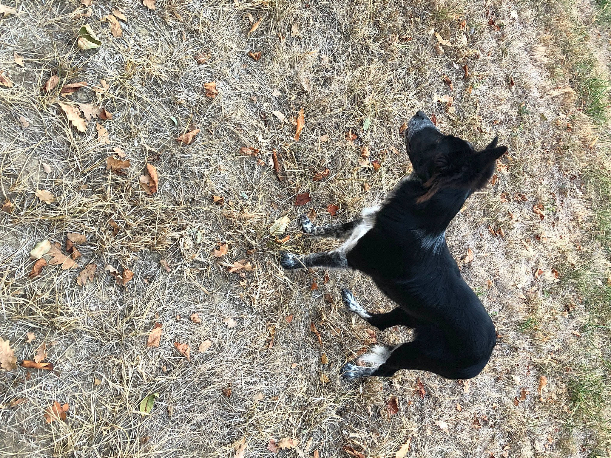 Taia participe au concours pour gagner de l'argent avec cette photo : asphalt, canidae, carnivore, dog, dog_breed, felidae, fur, grass, hunting_dog, paw, road_surface, rock, shadow, small_to_medium_sized_cats, soil, sporting_group, tail, tar, terrestrial_animal, tints_and_shades