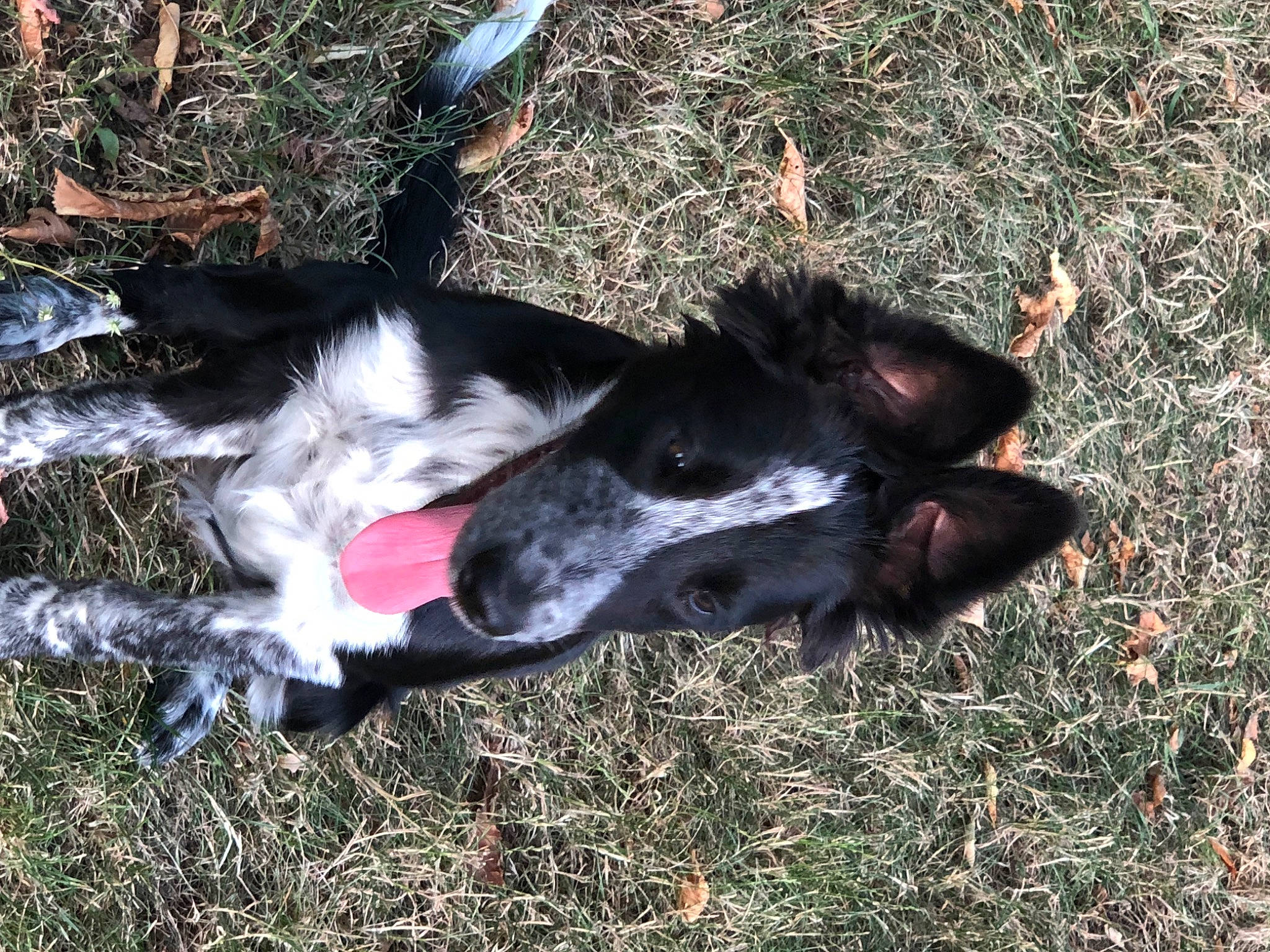 Taia a rejoint le concours — aidez-le/la à gagner de superbes lots ! border_collie, canidae, carnivore, collar, companion_dog, dog, dog_breed, dog_collar, fur, grass, herding_dog, mammal, plant, soil, sporting_group, terrestrial_animal, vertebrate, working_animal, working_dog