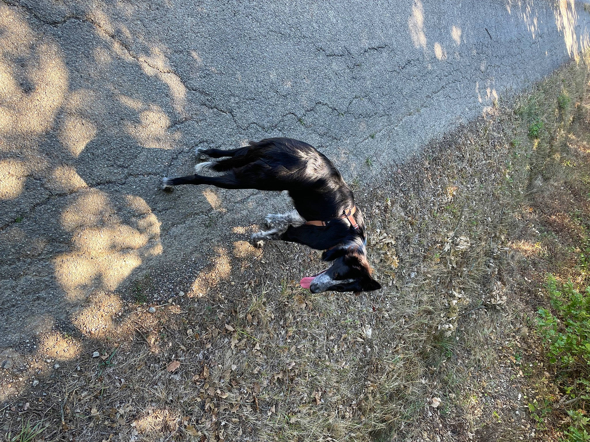 Taia participe au concours pour gagner de l'argent avec cette photo : _geese_and_swans, asphalt, beak, bird, duck, ducks, feather, grass, landscape, livestock, road, road_surface, shadow, soil, tail, tar, tints_and_shades, water_bird, waterfowl, wing
