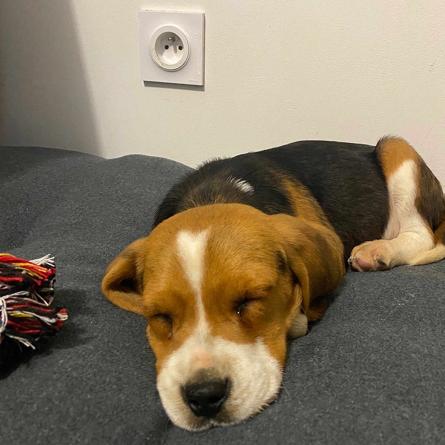 Volt a rejoint le concours — aidez-le/la à gagner de superbes lots ! animal, architecture, beagle, building, canine, computerhardware, dog, electricaldevice, electronics, hardware, hound, indoors, interiordesign, mouse, outdoors, pet, puppy, shelter, snout, speaker