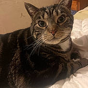 Bart participe au concours pour gagner de l'argent avec cette photo : cat, tabby_cat, pet, close_up, portrait, indoor, bed, blanket, fur, whiskers, big_eyes, ears, nose, paws, striped_fur, cozy, nightstand, wooden_furniture, home, relaxed