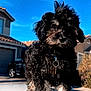 Diego is registered to the contest to win money with this photo: affenpinscher, alloywheel, animal, architecture, canine, car, carwheel, cockerspaniel, dog, machine, neighborhood, pet, poodle, puppy, spoke, terrier, tire, transportation, vehicle, wheel