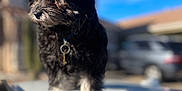Diego joined the competition — help win amazing prizes! affenpinscher, alloywheel, animal, canine, car, carwheel, cockerspaniel, dog, machine, papillon, pet, poodle, puppy, spoke, terrier, tire, transportation, vehicle, wheel