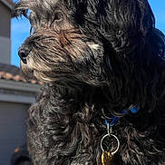 Diego joined the competition — help win amazing prizes! accessories, affenpinscher, alloywheel, animal, canine, car, carwheel, cockerspaniel, dog, leash, machine, pet, poodle, puppy, spoke, terrier, tire, transportation, vehicle, wheel