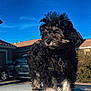Diego is registered to the contest to win money with this photo: affenpinscher, alloywheel, animal, canine, car, carwheel, coupe, dog, machine, pet, poodle, puppy, spoke, sportscar, terrier, tire, transportation, vehicle, wheel