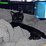 Millie is registered to the contest to win money with this photo: cat, black_cat, blanket, fluffy, indoor, pet, relaxing, television, video_game, gaming, couch, cozy, furniture, animal, domestic_animal, night, home, comfort, resting, flash