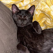 Millie is registered to the contest to win money with this photo: black_cat, cat, sleeping, pet, feline, cozy, blanket, yellow_blanket, couch, sofa, indoor, fur, paw, relaxed, cute, animal, domestic_animal, resting, close_up, nap
