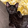 black_cat, cat, sleeping, pet, feline, cozy, blanket, yellow_blanket, couch, sofa, indoor, fur, paw, relaxed, cute, animal, domestic_animal, resting, close_up, nap