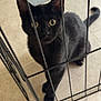 black_cat, cat, pet, indoor, curious, metal_bars, enclosure, wide_eyes, floor, tile_floor, animal, feline, looking_up, playful, ball, toy, close_up, whiskers, ears, tail