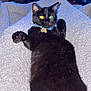 Millie joined the competition — help win amazing prizes! black_cat, cat, pet, indoor, blanket, fluffy, collar, tag, lying_down, relaxed, feline, animal, cozy, flash_reflection, eyes, bedroom, shelf, furniture, night, cute