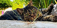 Mia a rejoint le concours — aidez-le/la à gagner de superbes lots ! animal, cat, close_up, concrete, curious, daylight, ears, feline, flora, garden, grass, green_eyes, laying_down, nature, outdoor, pet, plants, relaxed, tabby, whiskers