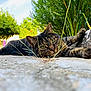 animal, cat, close_up, concrete, curious, daylight, ears, feline, flora, garden, grass, green_eyes, laying_down, nature, outdoor, pet, plants, relaxed, tabby, whiskers