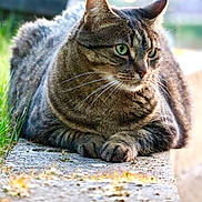 Mia a rejoint le concours — aidez-le/la à gagner de superbes lots ! alert, animal, cat, closeup, concrete, daylight, ears, feline, fur, grass, greenery, mammal, nature, outdoor, paws, pet, portrait, resting, tabby, whiskers