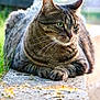 alert, animal, cat, closeup, concrete, daylight, ears, feline, fur, grass, greenery, mammal, nature, outdoor, paws, pet, portrait, resting, tabby, whiskers