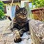 Mia participe au concours pour gagner de l'argent avec cette photo : animal, cat, door, feline, fur, garden, greenery, house, mammal, nature, outdoor, pathway, pet, plant, pot, relaxing, sunlight, tabby_cat, whiskers, window