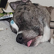 Blue joined the competition — help win amazing prizes! dog, sleeping, tongue_out, brindle_coat, nose, muzzle, ear, close_up, indoor, bed, blanket, wall, pet, relaxed, cozy, portrait, snout, whiskers, napping, soft_bedding