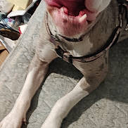 Snowy is registered to the contest to win money with this photo: dog, pet, playing, mattress, tongue_out, white_paws, collar, indoor, cute, happy, animal, canine, home, resting, tongue, fur, looking_up, close_up, four_legs, friendly