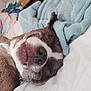 dog, bed, blanket, towel, sleeping, relaxed, pet, canine, fur, nose, paw, mouth, teeth, indoor, resting, cute, animal, domestic, cozy, lying_down