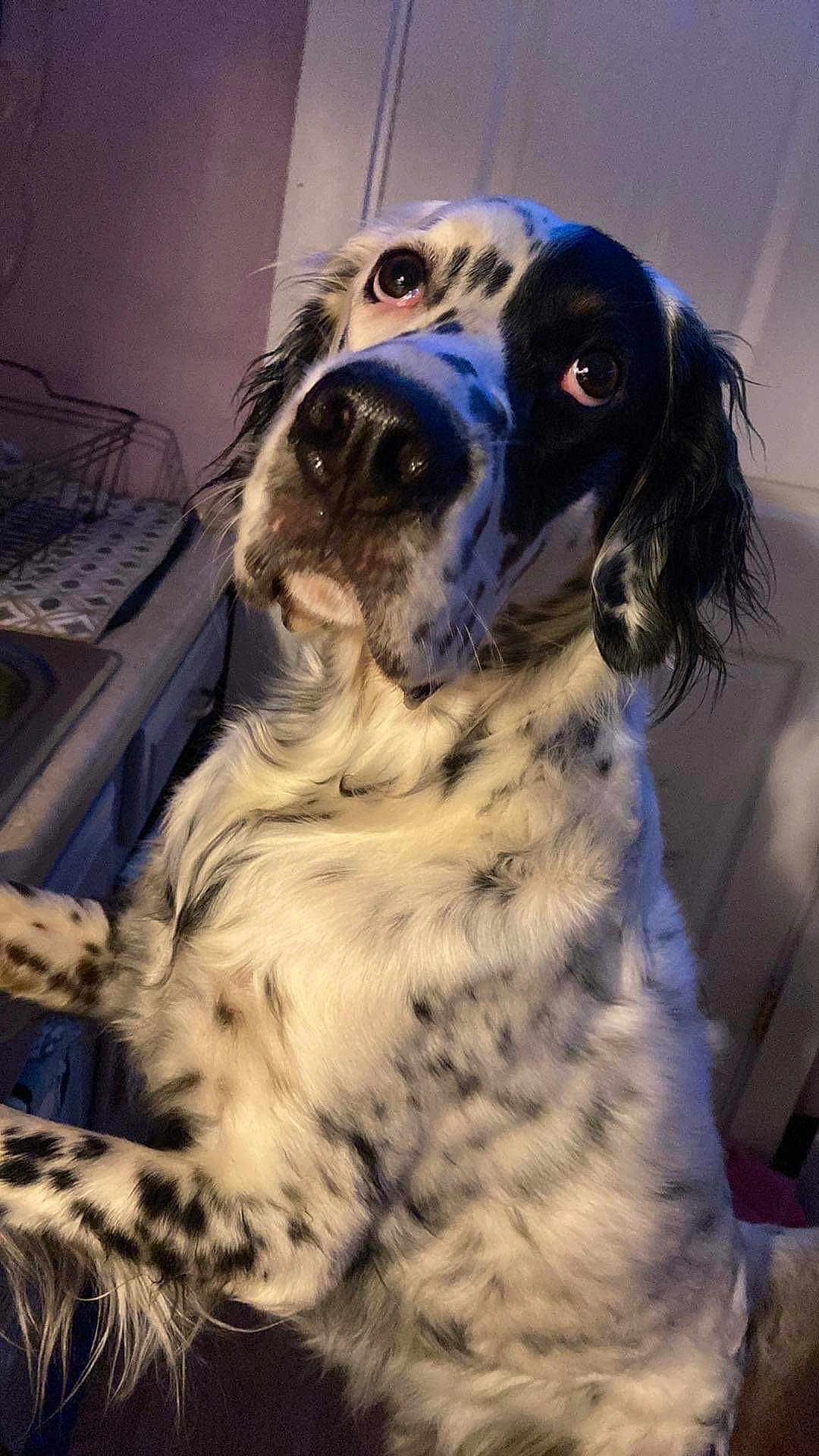Jax
