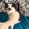 Jade is registered to the contest to win money with this photo: cat, black_and_white, tuxedo_cat, pet, animal, portrait, close_up, green_eyes, whiskers, ears, fur, sitting, lounging, bed, blanket, blue_bedding, patterned_background, indoors, photography, cute