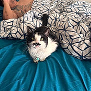 Jade joined the competition — help win amazing prizes! cat, black_and_white_cat, pet, animal, whiskers, green_eyes, collar, tag, sitting, bed, bedroom, blanket, blue_bedding, geometric_pattern, person, tattoo, smartphone, indoor, portrait, funny_expression