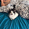 cat, black_and_white_cat, pet, animal, whiskers, green_eyes, collar, tag, sitting, bed, bedroom, blanket, blue_bedding, geometric_pattern, person, tattoo, smartphone, indoor, portrait, funny_expression