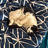 Jade joined the competition — help win amazing prizes! cat, black_and_white_cat, pet, animal, fluffy, sleeping, relaxed, lying_down, upside_down, belly_up, paws, whiskers, green_eyes, bed, bedspread, bedding, blue, patterned, indoor, cozy
