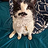cat, black_and_white, mustache, whiskers, green_eyes, sitting, pet, collar, tag, portrait, close_up, indoor, bed, blanket, teal, patterned_fabric, fur, ears, paws, alert