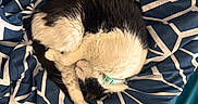 Jade joined the competition — help win amazing prizes! cat, black_and_white, fluffy, sleeping, curled_up, pet, animal, collar, bed, bedspread, bedding, blanket, geometric_pattern, navy_blue, cream, cozy, indoors, top_down_view, relaxed, photography