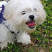 Chucky is registered to the contest to win money with this photo: dog, white_dog, fluffy, grass, outdoor, pet, happy, tongue_out, small_dog, nature, flower, canine, fur, animal, playful, cute, blue_outfit, grass_field, smiling, tongue