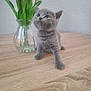 animal, cat, curious, cute, domestic_animal, feline, flowers, glass_vase, gray_cat, indoor, kitten, pet, pink_tulips, plant, small, table, tulips, vase, white_tulips, wooden_table