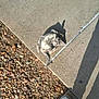 Kaos is registered to the contest to win money with this photo: kitten, cat, sidewalk, concrete, pebbles, shoes, shadow, sunlight, outdoor, small_animal, paw, playful, resting, cute, animal, footwear, texture, ground, daylight, pet