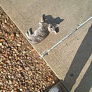 Kaos is registered to the contest to win money with this photo: kitten, cat, gray_tabby, sidewalk, rocks, shadow, sunlight, outdoor, pet, animal, footwear, concrete, texture, small_rocks, resting, cute, playful, morning_light, casual, ground